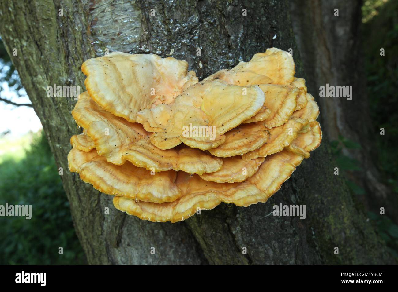 Pilze, gemeiner Schwefelporling (Laetiporus sulureus) Allgaeu, Bayern, Deutschland Stockfoto