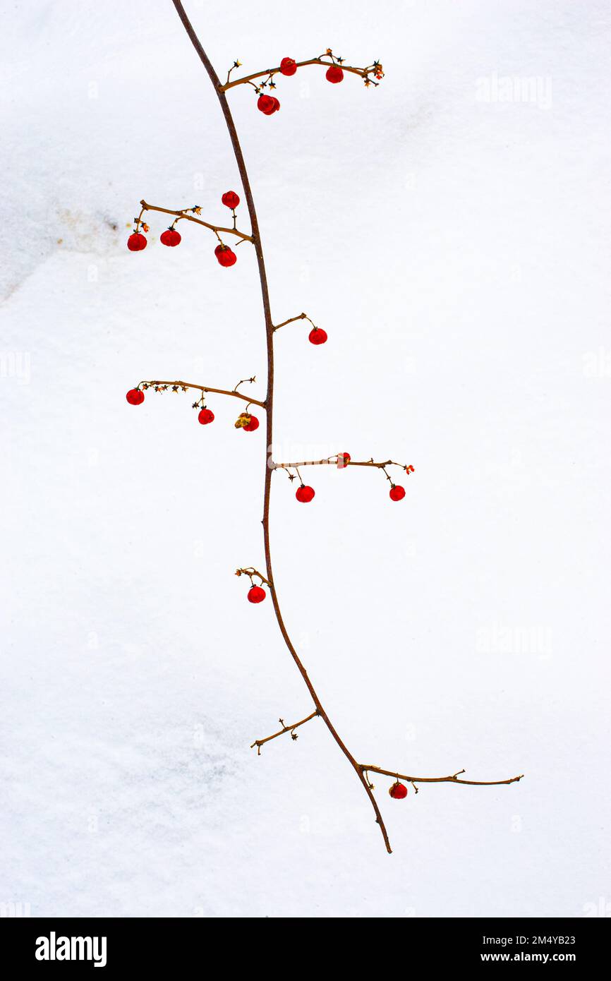 Bittersüße Weinrebe und rote Beeren im Schnee Stockfoto