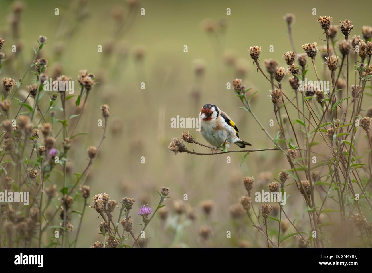 Europäischer Goldfink (Carduelis carduelis) ausgewachsener Vogel auf Knapweed Pflanzenköpfen, Lincolnshire, England, Vereinigtes Königreich Stockfoto