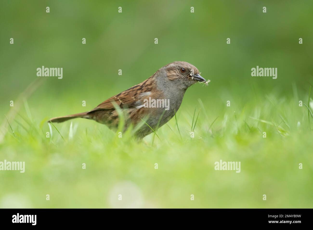 Dunnock oder Hedge Sparrow (Prunella modularis), ausgewachsener Vogel, der Insekten auf Grünland sammelt, Suffolk, England, Vereinigtes Königreich Stockfoto