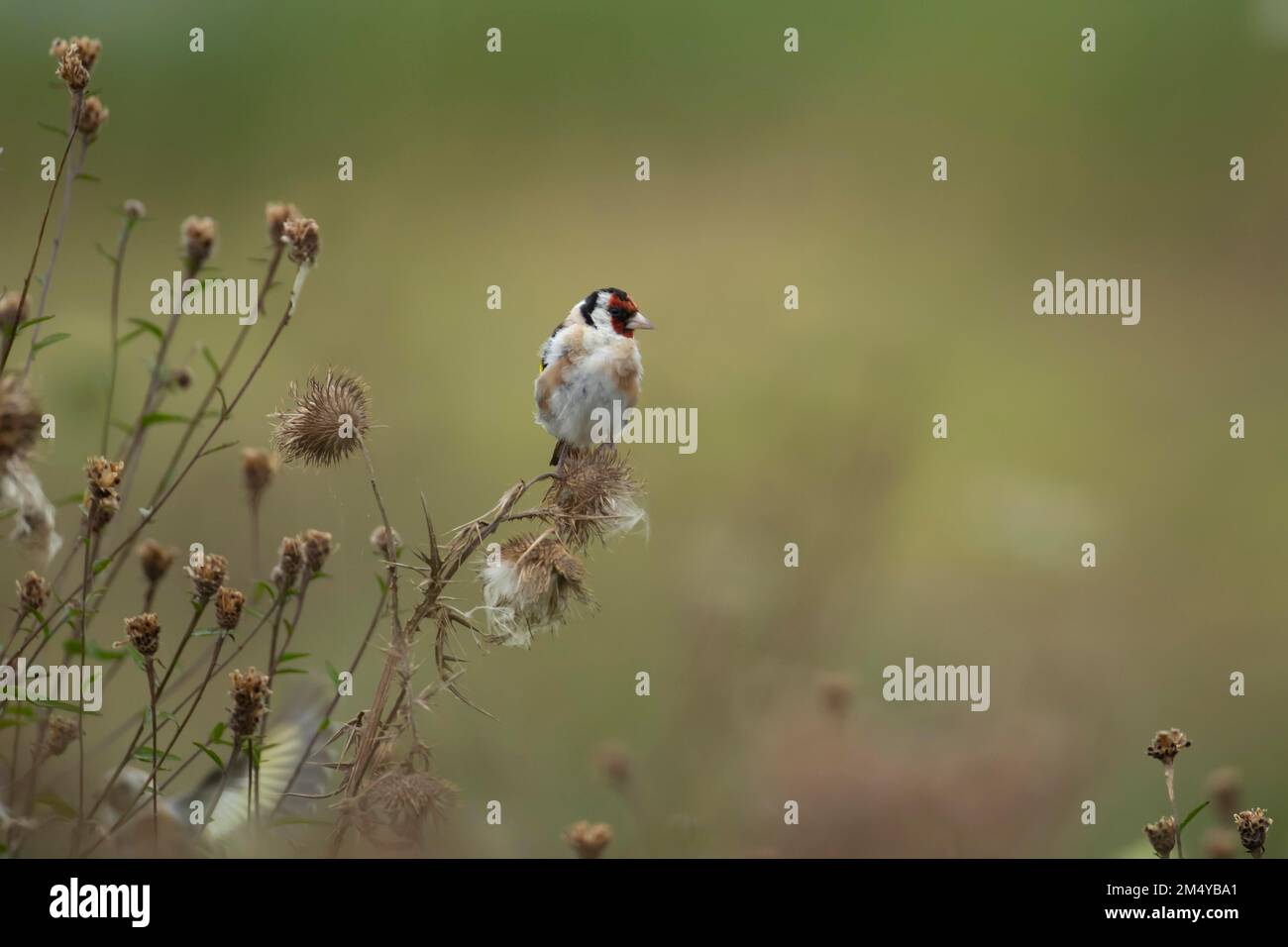 Europäischer Goldfink (Carduelis carduelis) ausgewachsener Vogel auf Thistle Pflanzenköpfen, Lincolnshire, England, Vereinigtes Königreich Stockfoto
