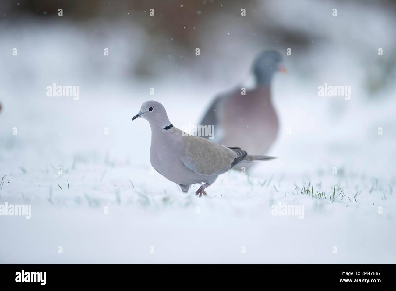 Ausgewachsener Vogel auf einem schneebedeckten Garten im Winter, Suffolk, England, Vereinigtes Königreich Stockfoto