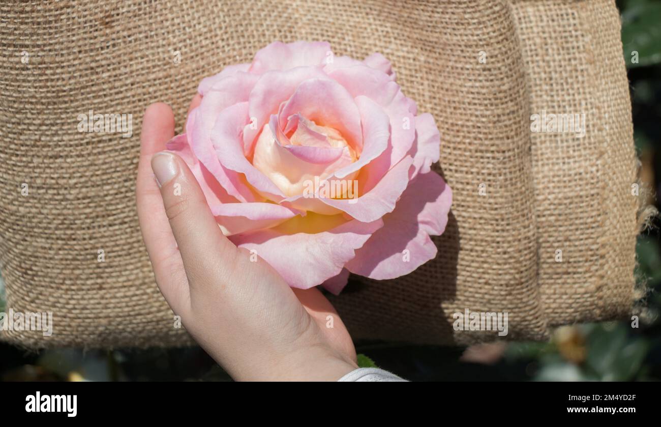 Schöne frische rose in der hand Stockfoto