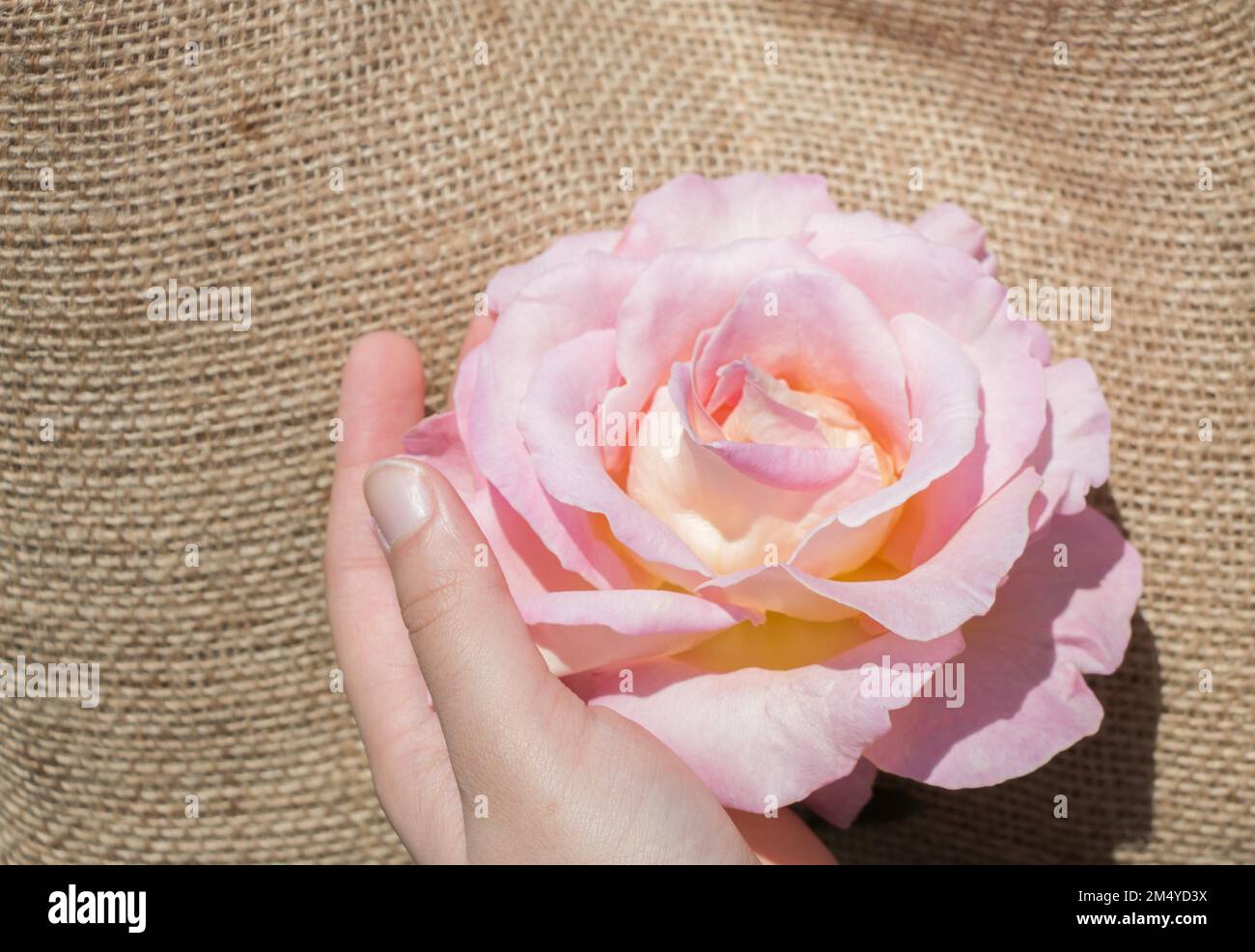 Schöne frische rose in der hand Stockfoto