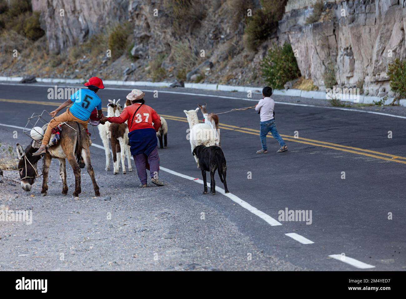 Arme peruanische Familie mit Alpakas auf einer Straße im Colca Canyon. Stockfoto