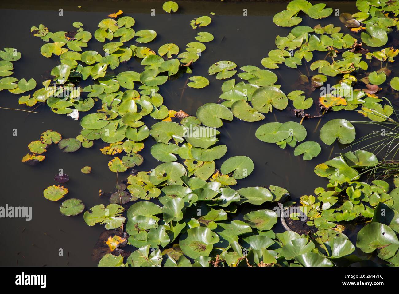Grüne Blätter als Natur Hintergrund Textur Stockfoto