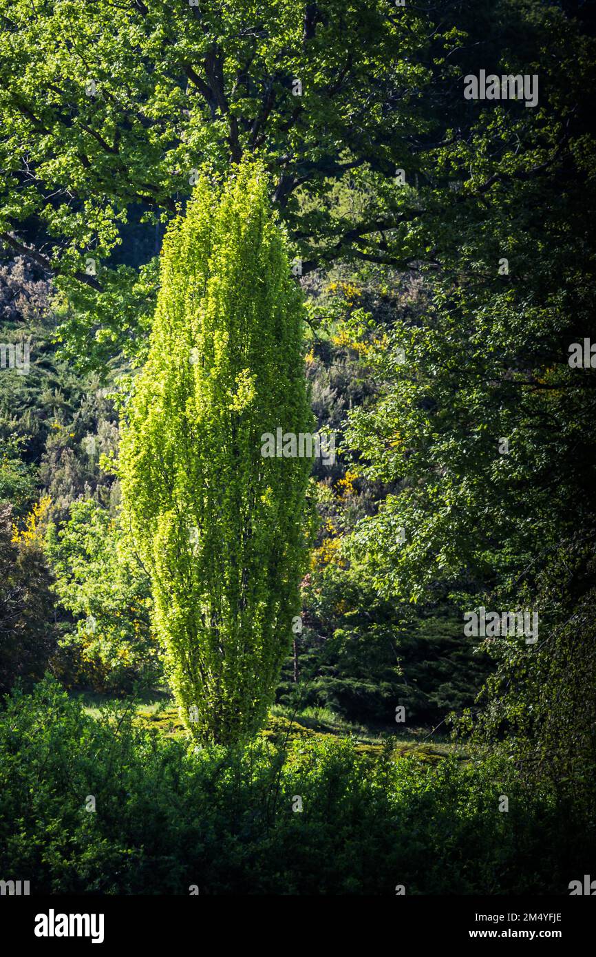Grüne Blätter als Natur Hintergrund Textur Stockfoto