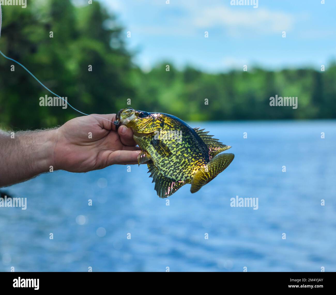 Sommerfang, aktiver Lifestyle Süßwasserfisch Hand in Hand, großartiger Tag auf dem See Stockfoto