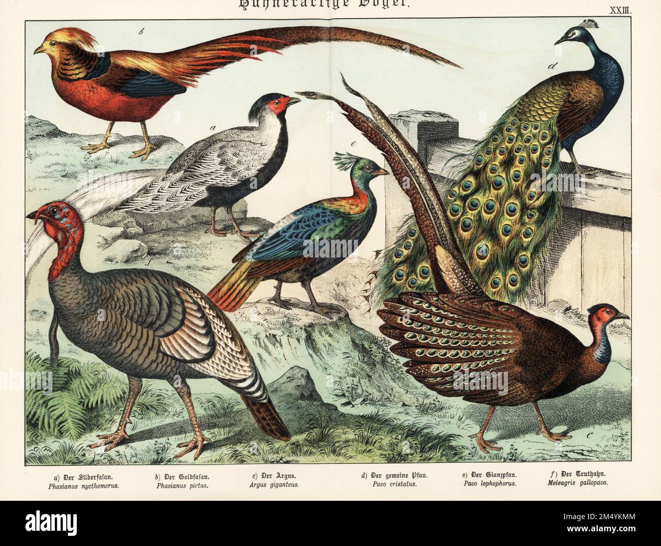 Silberfasan, Lophura nycthemera a, Goldfasan, Chrysolophus pictus b, großer Argus, Argusianus argus c, Indischer Pfauenpfauz, Pavo cristatus d, Himalaya monal, Lophophorus impejanus e, Und wildpute, Meleagris gallopavo f. Chromolithograph aus Gotthilf Heinrich von Schuberts Naturgeschichte der Tierreiche, Schreiber, München, 1886. Stockfoto