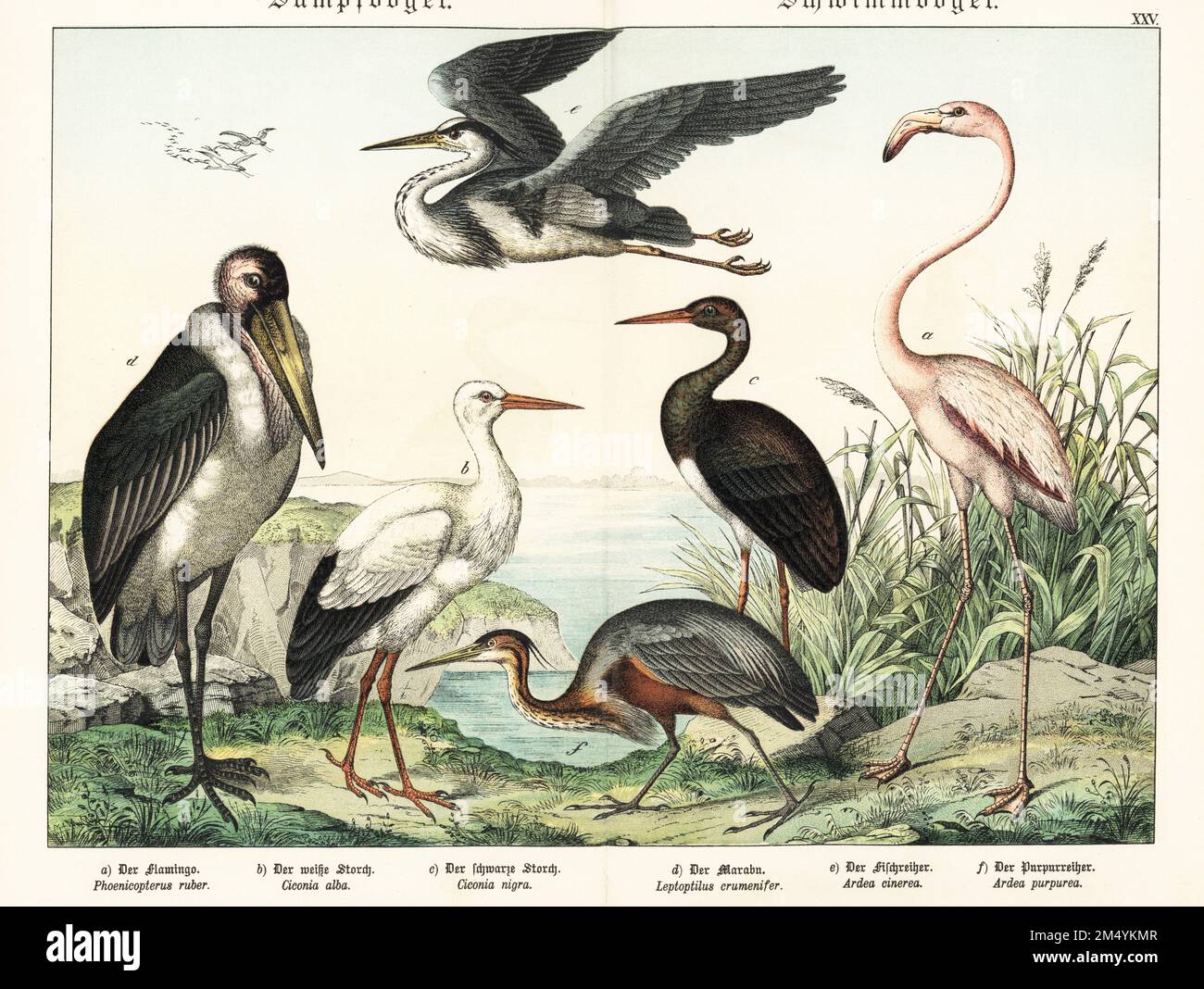 Amerikanischer Flamingo, Phoenicopterus ruber A, Weißstorch, Ciconia ciconia b, Schwarzstorch, Ciconia nigra c, Marabou Stork, Leptoptilos crumenifer d, Graureiher, Ardea cinera e, Und Purpurreiher, Ardea purpurea f. Chromolithograph aus Gotthilf Heinrich von Schuberts Naturgeschichte der Tierreiche, Schreiber, München, 1886. Stockfoto