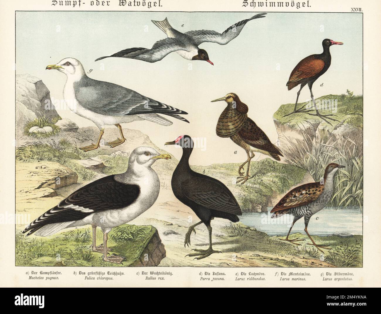 Ruff, Calidris pugnax a, Moorhen, Gallinula chloropus b, King Rail, Rallus elegans c, Wattled jacana, Jacana jacana d, Schwarzkopfmöwe, Chroicocephalus ridibundus e, Grossmöwe mit schwarzem Rücken, Larus marinus f, und Europäische Heringsmull, Larus argentatus g. Chromolithograph aus Gotthilf Heinrich von Schuberts Naturgeschichte der Tierreiche, Schreiber, München, 1886. Stockfoto