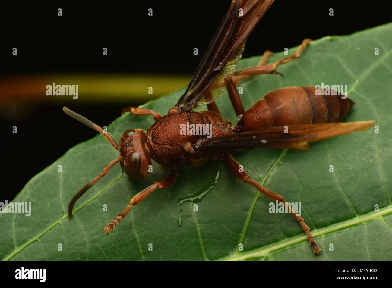 Nahaufnahme einer dunkelbraunen Papierwespe, die auf grünen Blättern ruht. Java, Indonesien Stockfoto