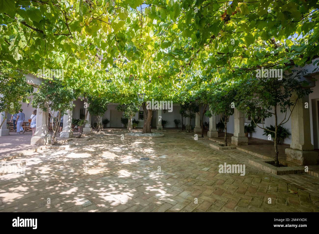 Baldachin mit Weinreben, der den offenen Innenhof bedeckt, Jerez de la Frontera, Spanien Stockfoto