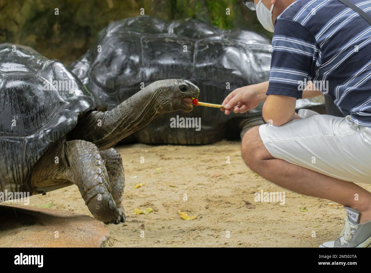 Eine Nahaufnahme eines Mannes, der Pinta Island Schildkröte füttert Stockfoto