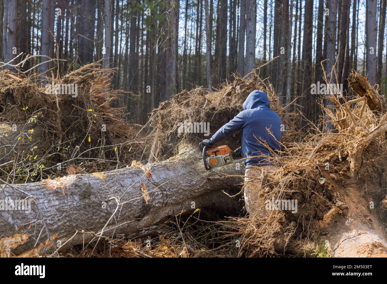 Das Fällen von Bäumen mit einer Kettensäge ist eine verheerende ökologische Katastrophe, da der Arbeiter den Wald zerstört. Stockfoto