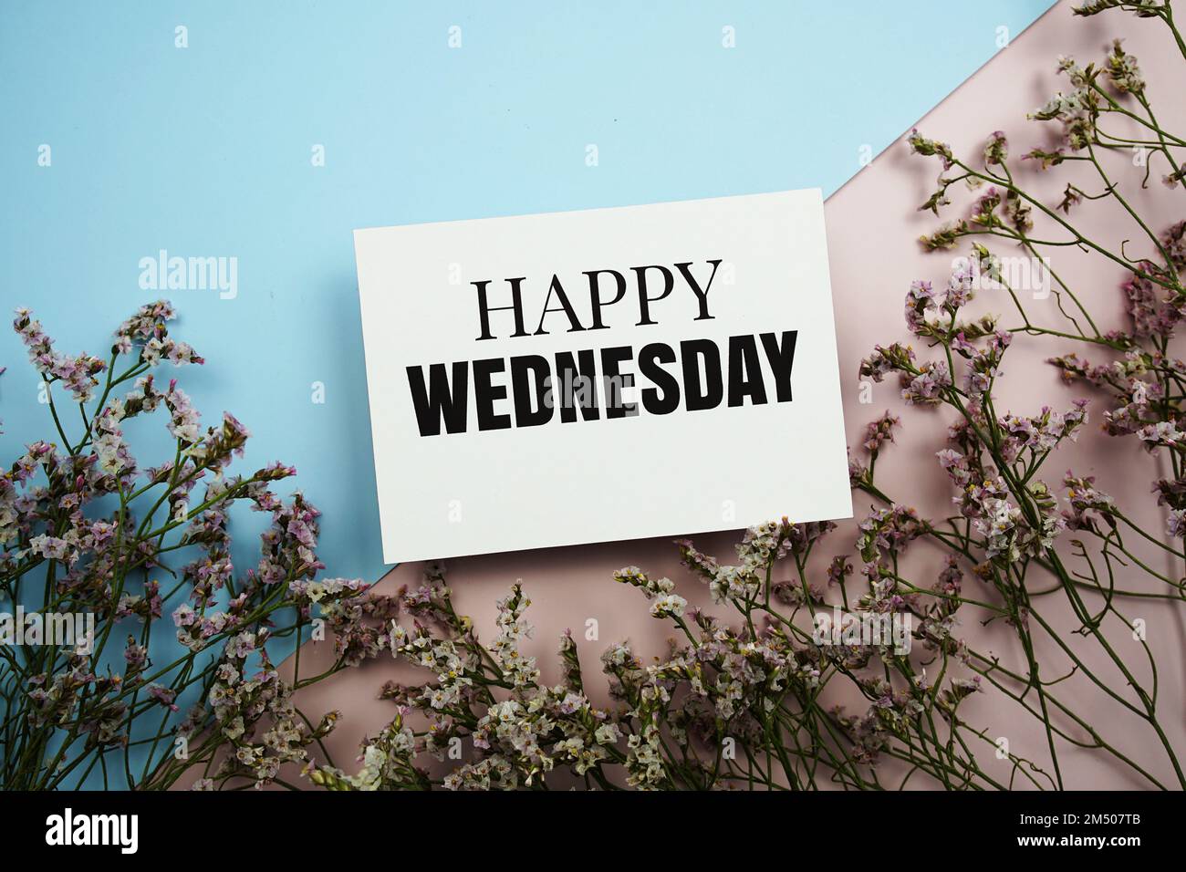 „Happy Wednesday“-Textnachricht mit Blume auf blauem und rosa Hintergrund Stockfoto