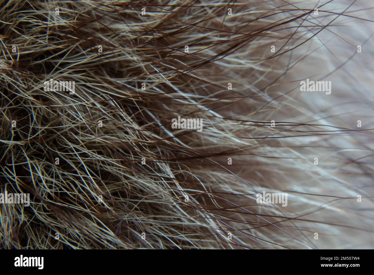 Naturpelz-Nahaufnahme als Hintergrund Stockfoto