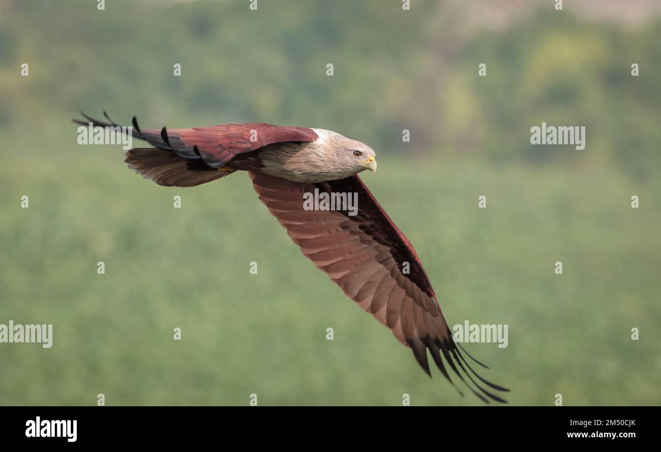 Brahminy Drachen im Flug. Dieses Foto wurde aus Bangladesch gemacht. Stockfoto