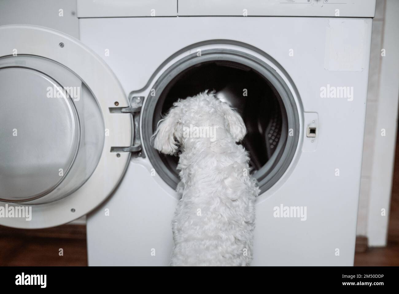 Netter kleiner weißer Hund, der in die Waschmaschine schaut. Stockfoto