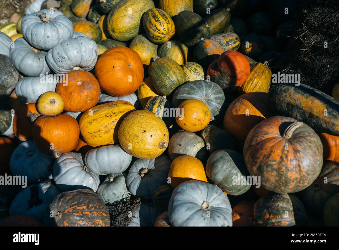 Vielfältiges Kürbissortiment auf dem Markt. Herbsternte. Stockfoto