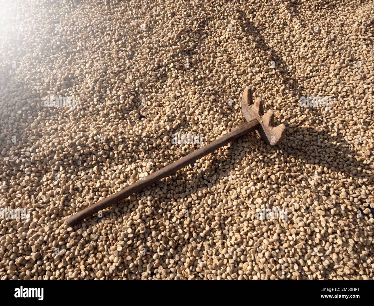 Sonnengetrocknete Kaffeebohnen werden nicht in der Natur geröstet. Stockfoto