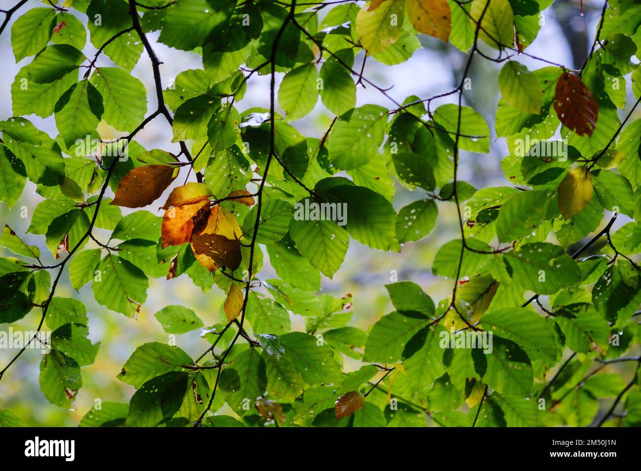 Asturien, Spanien - 31. Oktober 2021 : Umstellung auf den Herbst bei Buchenblättern Stockfoto