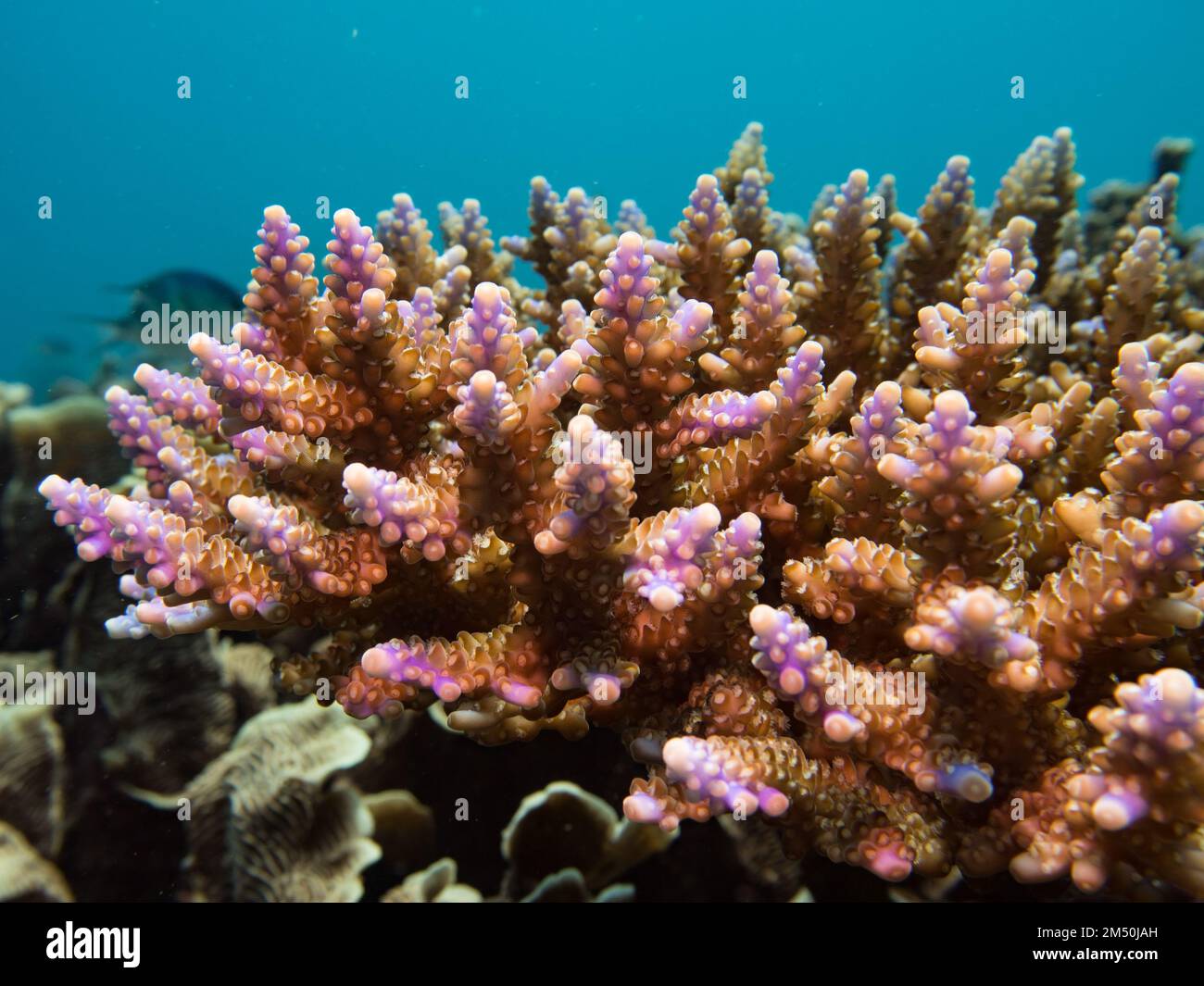 Die wachsenden Spitzen einer harten Akropora-Koralle in den seichten Gebieten Indonesiens beim Schnorcheln Stockfoto