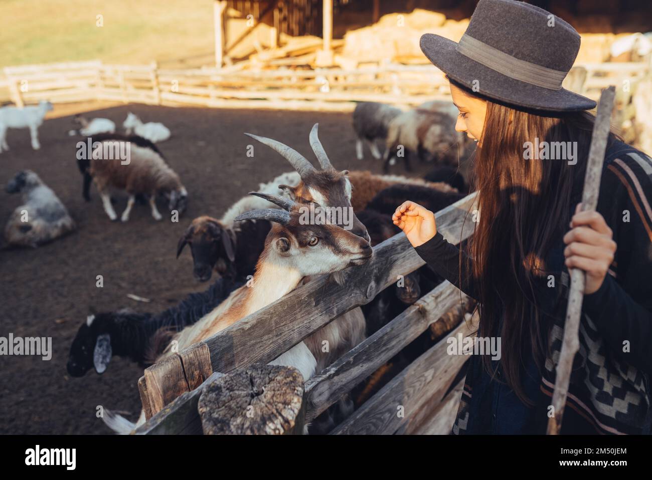 Eine junge, schöne Frau in der Nähe eines Kugelschreibers mit Ziegen, die für die Kamera posieren Stockfoto