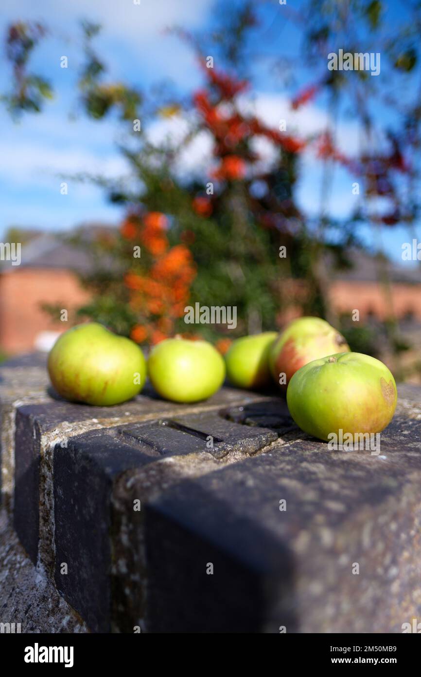 Äpfel an der Wand Stockfoto