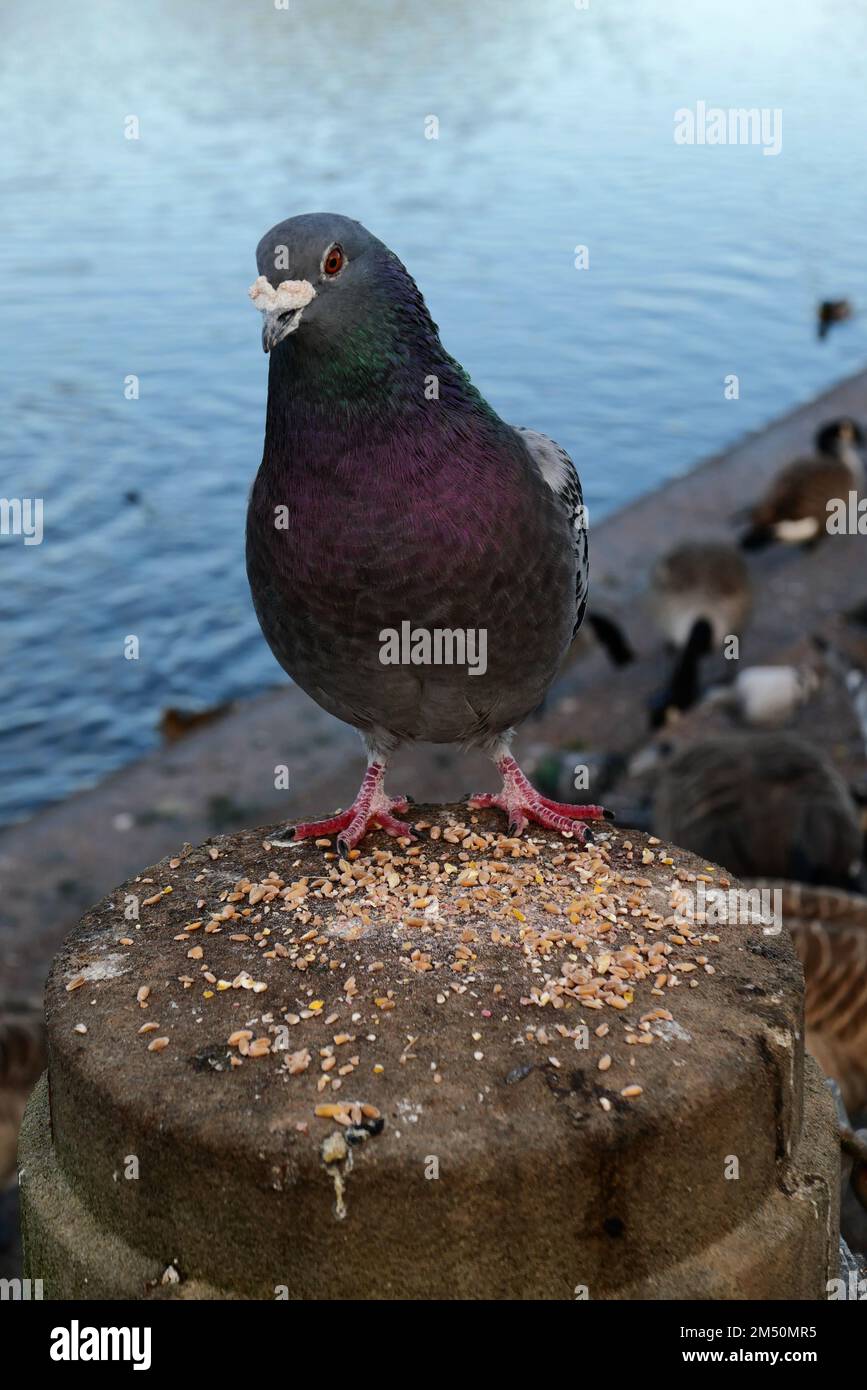 Stolze Taube im River Gardens Derby England Stockfoto