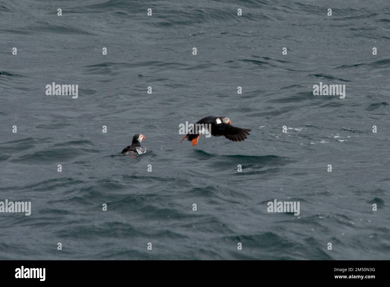 Papageientaucher, die über die Wellen der Norwegischen See vor der Küste der Insel Andøya in der Norwegischen See fliegen. Stockfoto