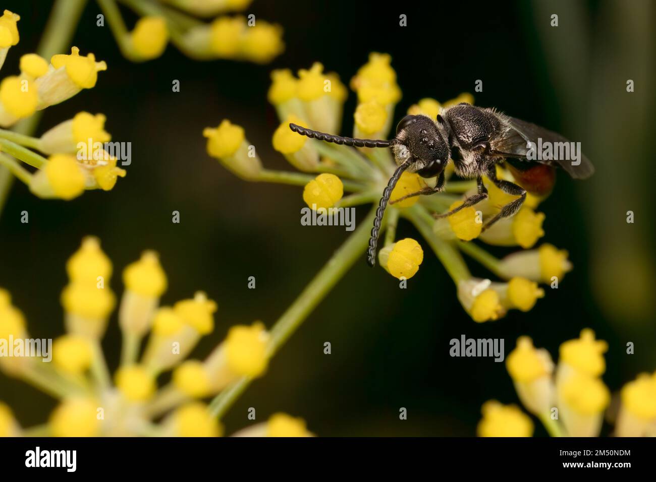 Männliche Blutbiene auf Fenchelblume im britischen Garten. Stockfoto