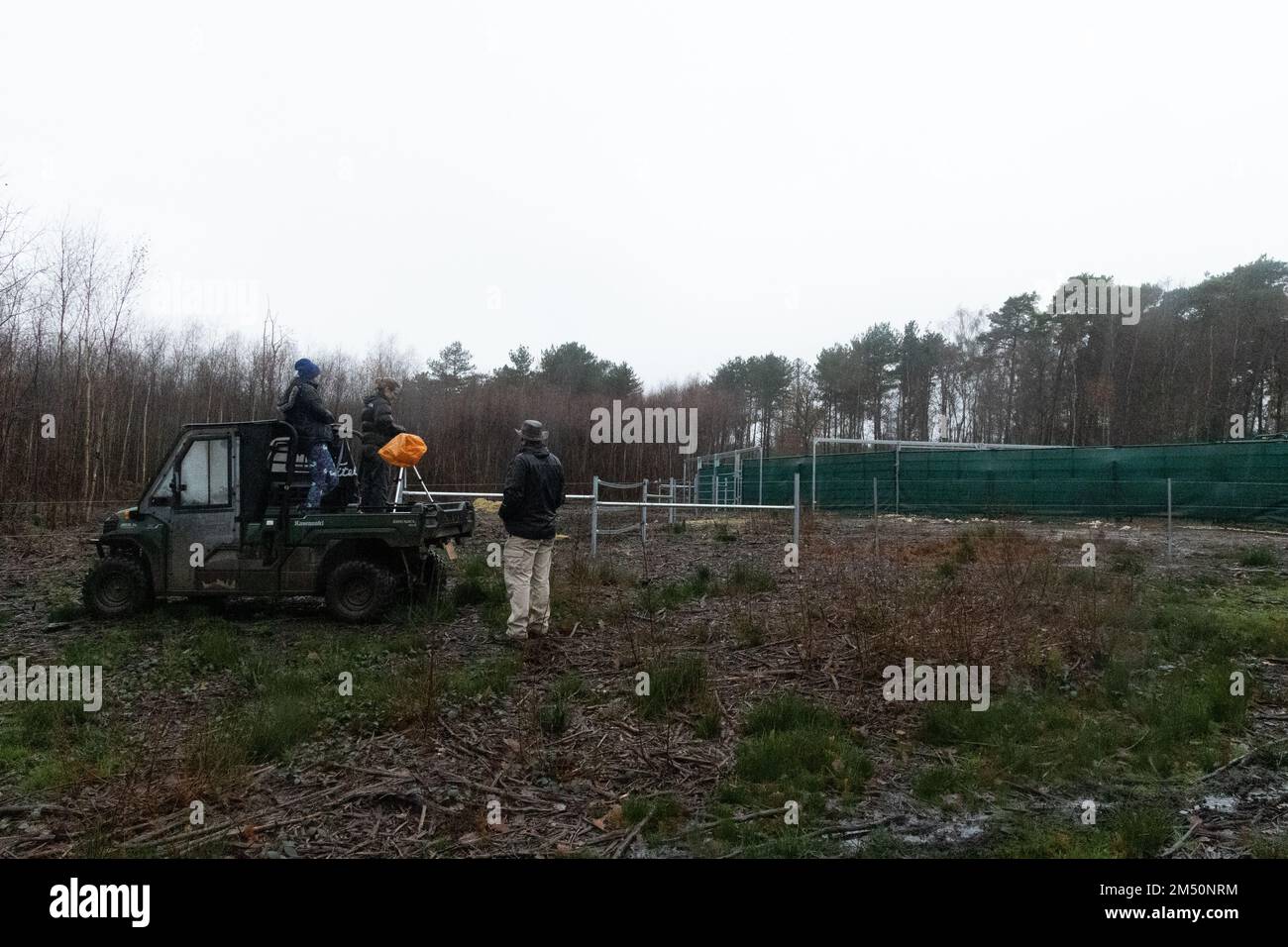Das Naturschutzteam wartet auf die Ankunft von Bullenbisons aus dem Corral, am frühen Morgen, am Tag der Entlassung in Blean Woods, Kent, Großbritannien. Stockfoto