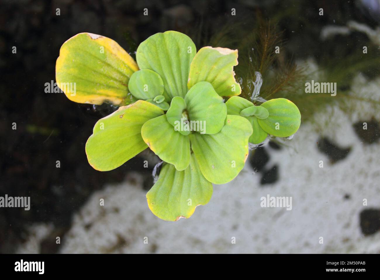 Der Wassersalat (Pistia stratiotes) ist die einzige Art der Gattung Pistia innerhalb der Familie der Arum-Arten (Araceae) Stockfoto
