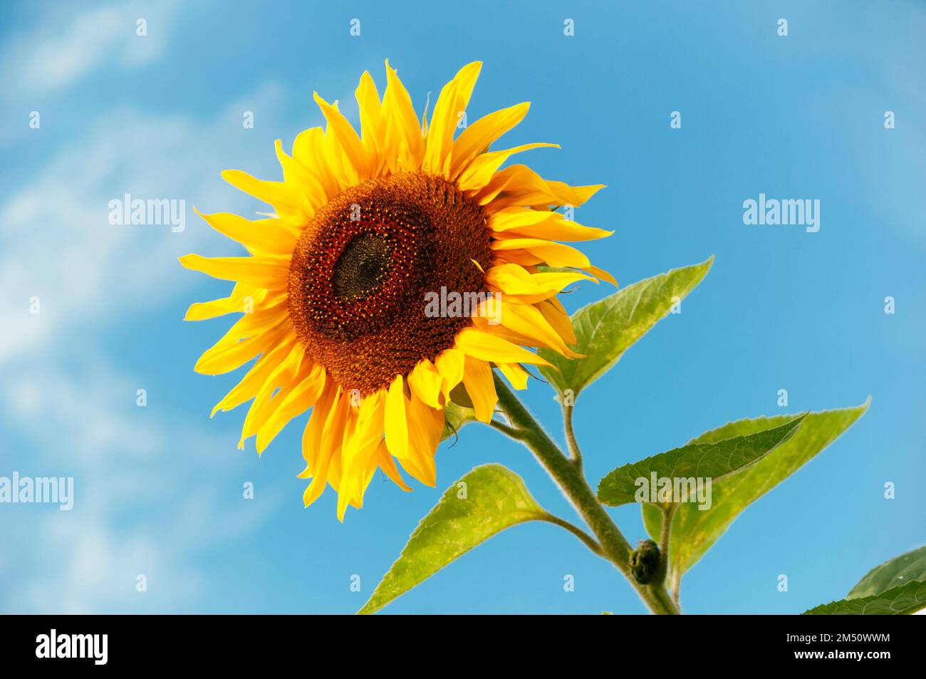 Große Sonnenblume mit blauem Himmel Stockfoto