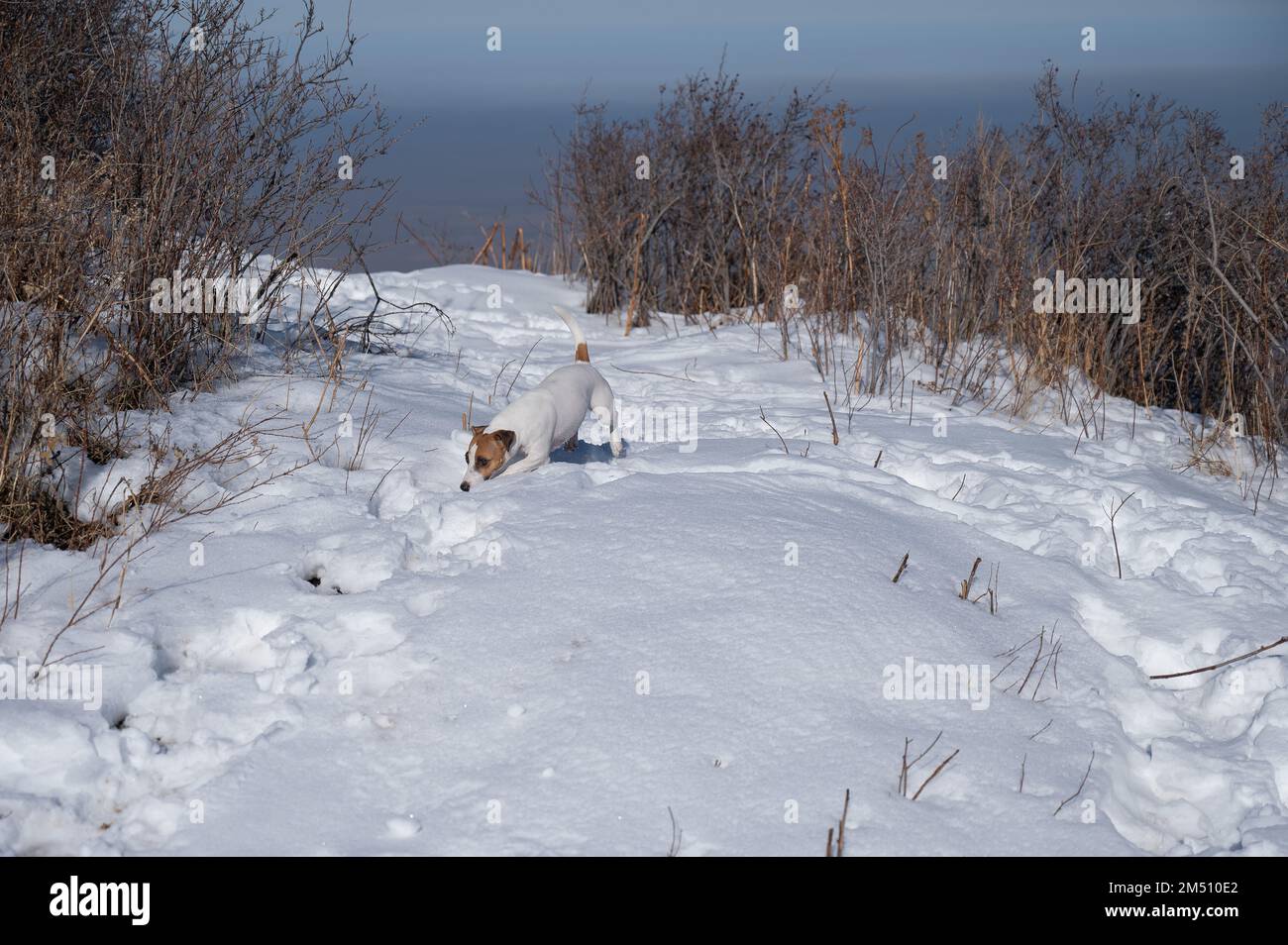 Jack Russell Terrier Hund läuft durch Schneeverwehungen. Stockfoto