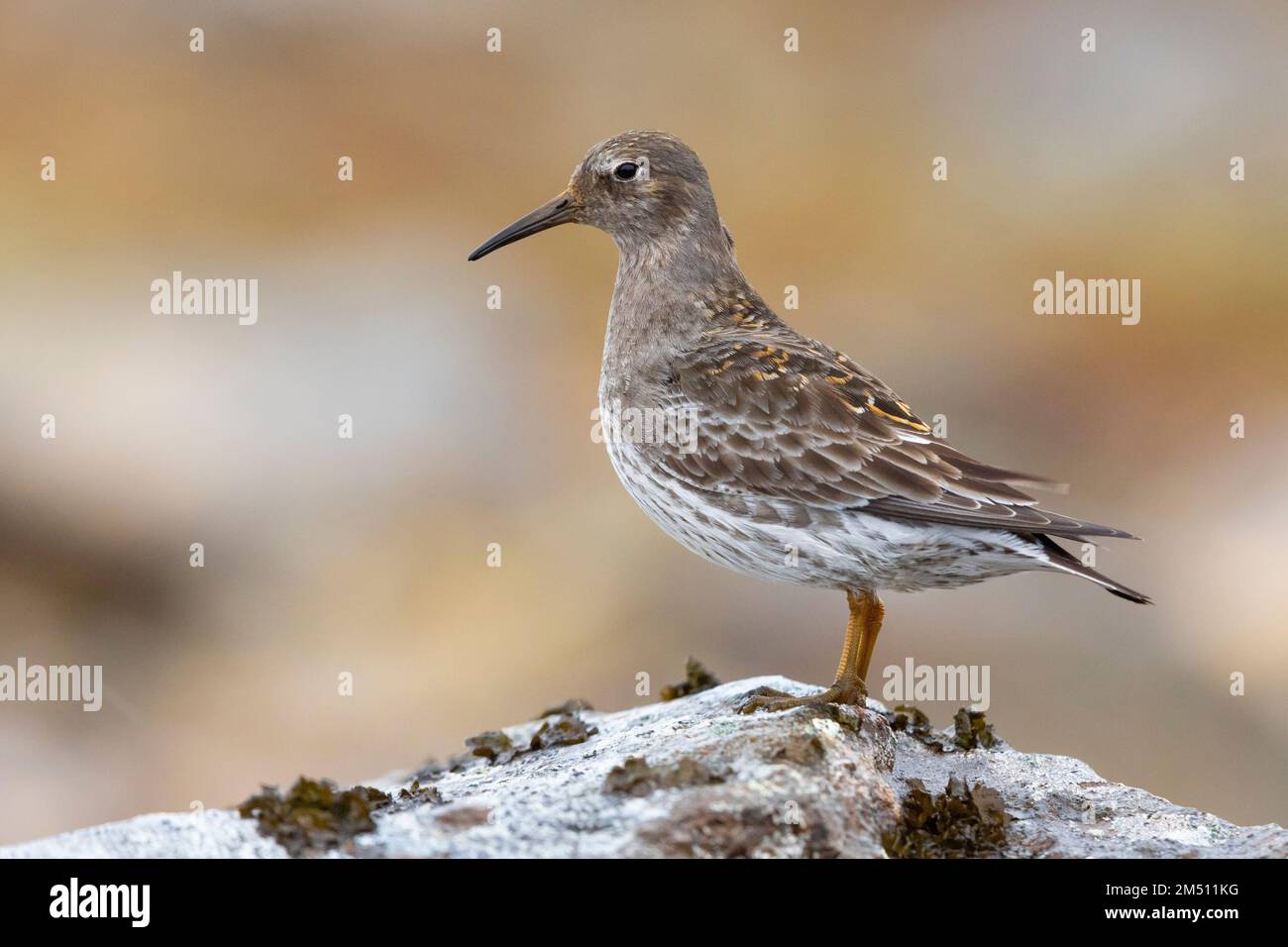 Purple Sandpiper (Calidris maritima), Seitenansicht eines Erwachsenen, der auf einem Felsen steht, Nordosten, Island Stockfoto