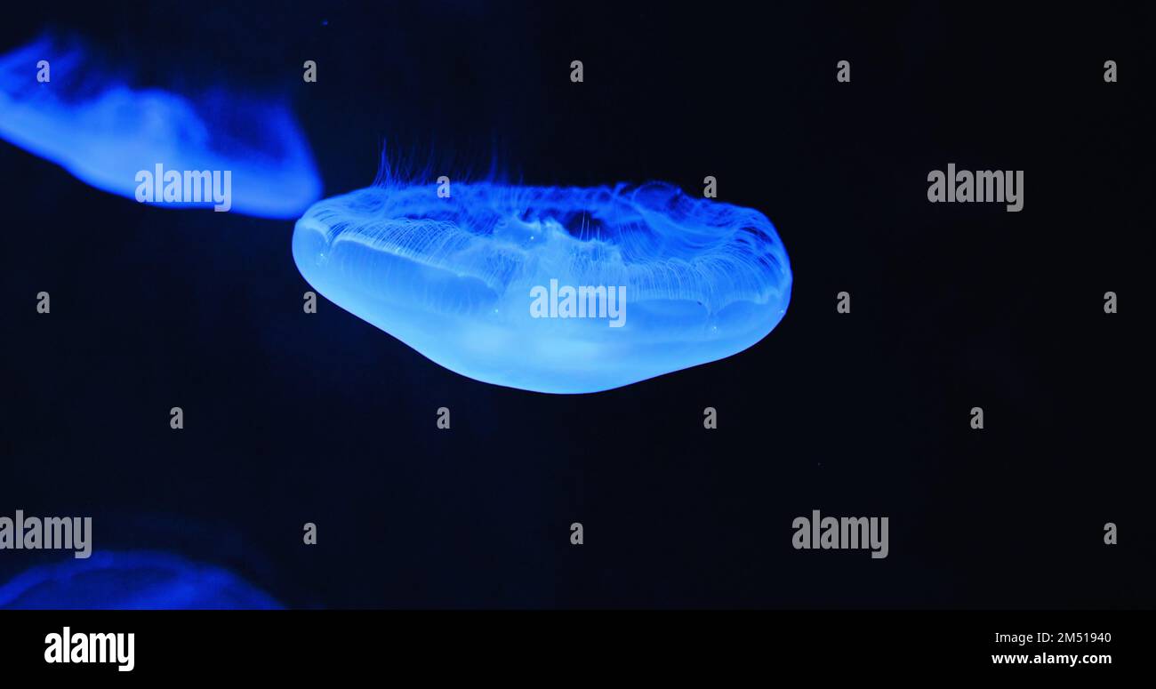 Weiße medusa. Unterwasseraufnahme von Aurelia Hawaii, Mondqualle, Untertassengelee, die im Meerwasser schwimmt, Gefangenschaft, Aquarium. Familie Ulmaridae. Nahaufnahme Stockfoto