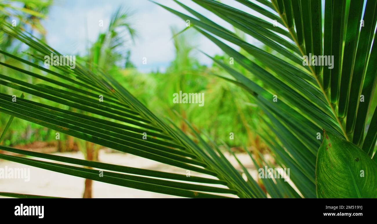 Entspannen Sie sich mit Blick auf tropische Palmen, die den Wind auf dem weißen Sandstrand mit grünem Wald und verschwommenem Hintergrund schwingen. Exotischer balinesischer Regenwald. Natürlich asiatisch Stockfoto