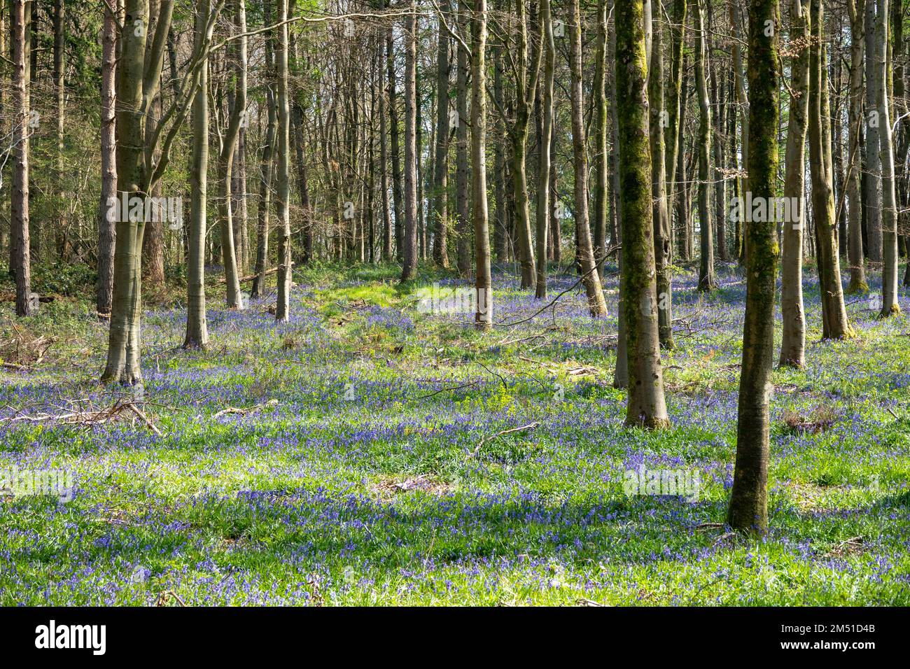 Teppich aus englischen Blauflocken durch Bäume im Wald Stockfoto