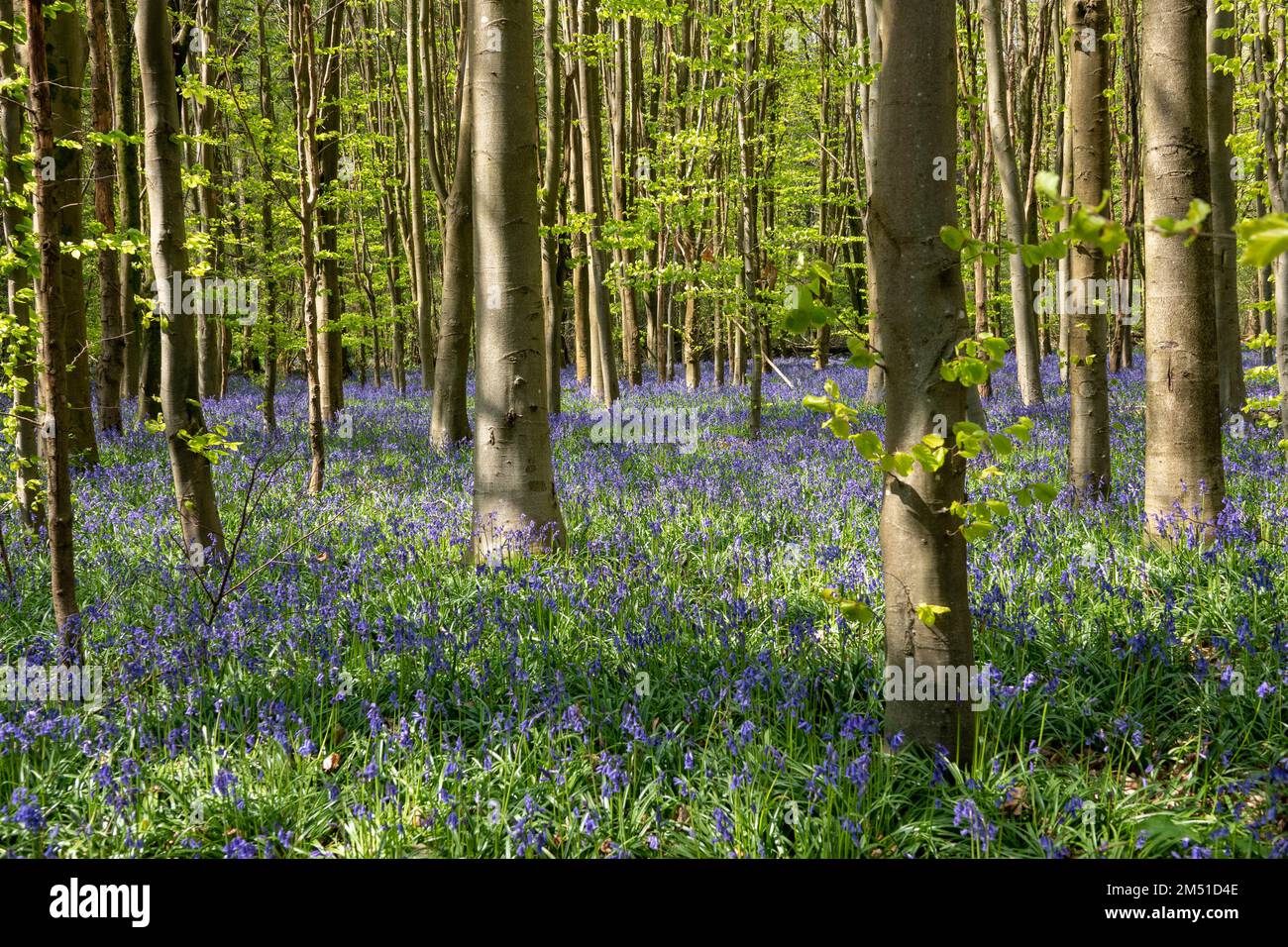 Teppich aus englischen Blauflocken durch Bäume im Wald Stockfoto