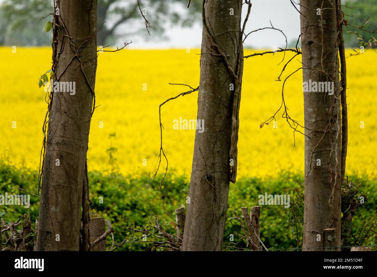 Baumstämme mit verschwommenen gelben Rapsblumen im Hintergrund Stockfoto