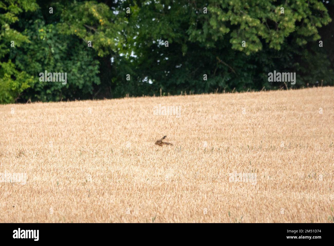Wilder brauner Hase, der zwischen Nutztieren mit langen Ohren und charakteristischen schwarzen Spitzen sitzt Stockfoto