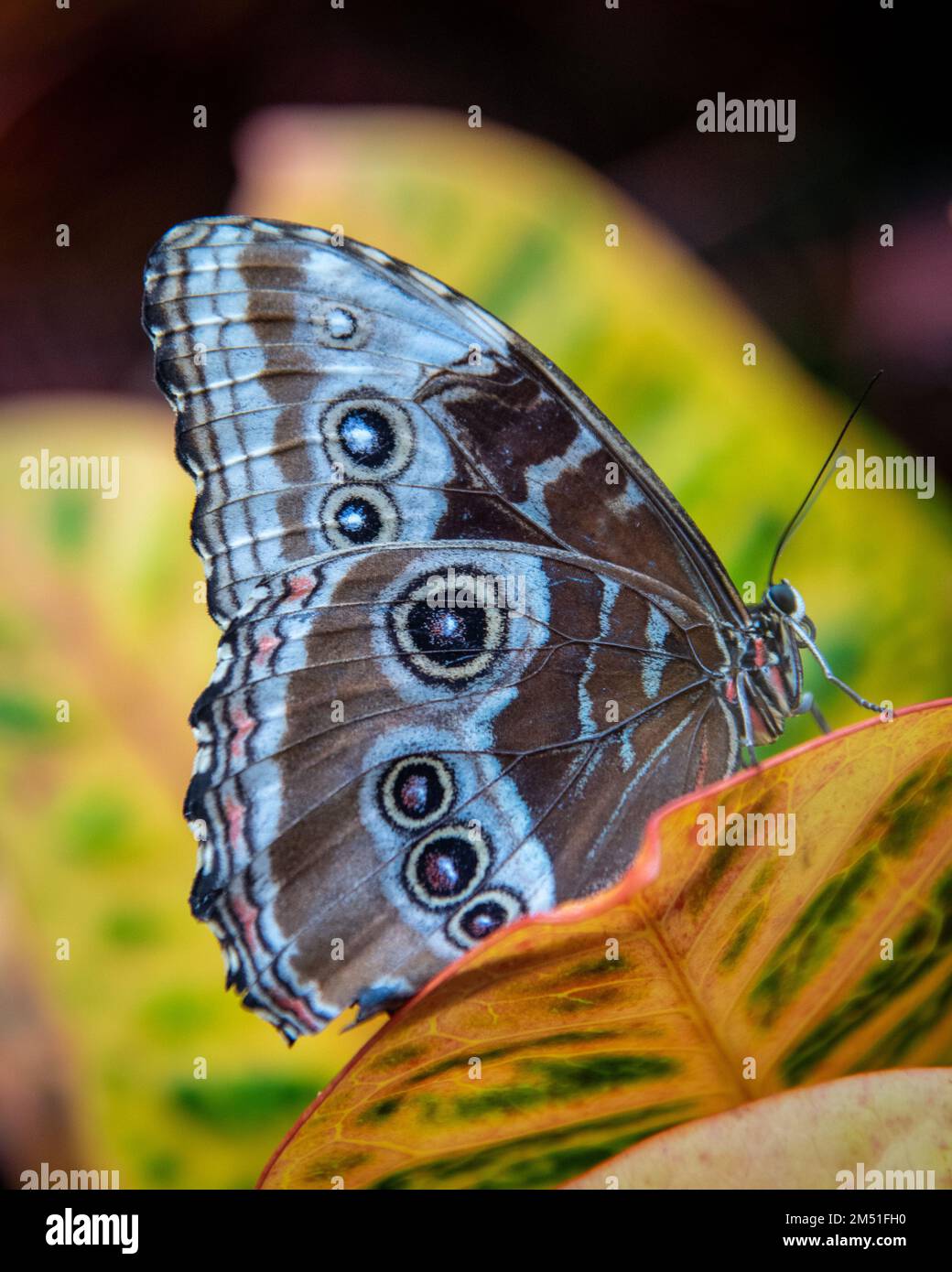 Ein Blauer Morpho in einem Schmetterlingsgarten, Niagarafälle Stockfoto