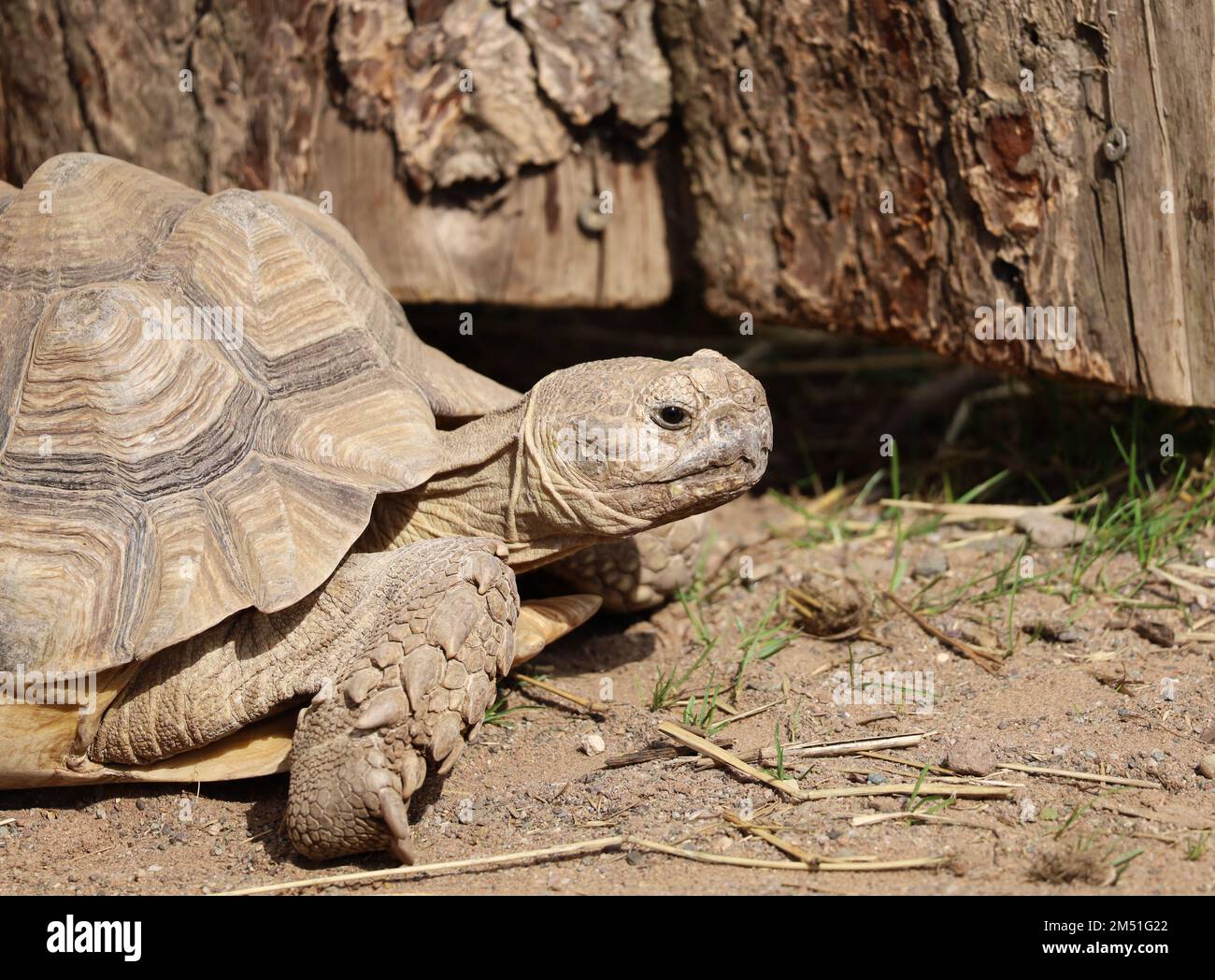Sulcata oder afrikanische Schildkröte im Gehäuse Stockfoto