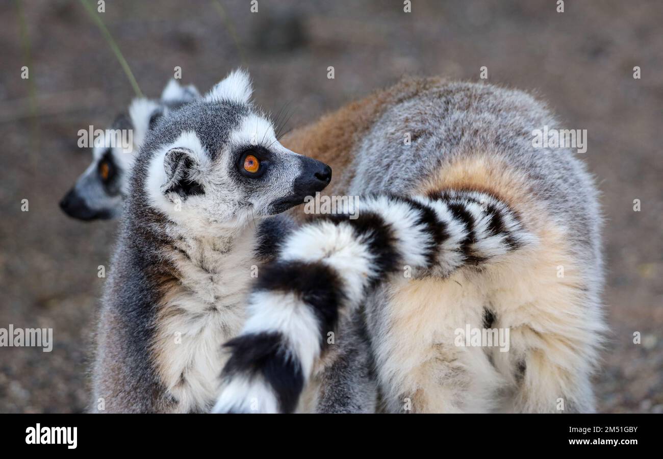 Ringschwanz Lemur im Gehäuse Stockfoto