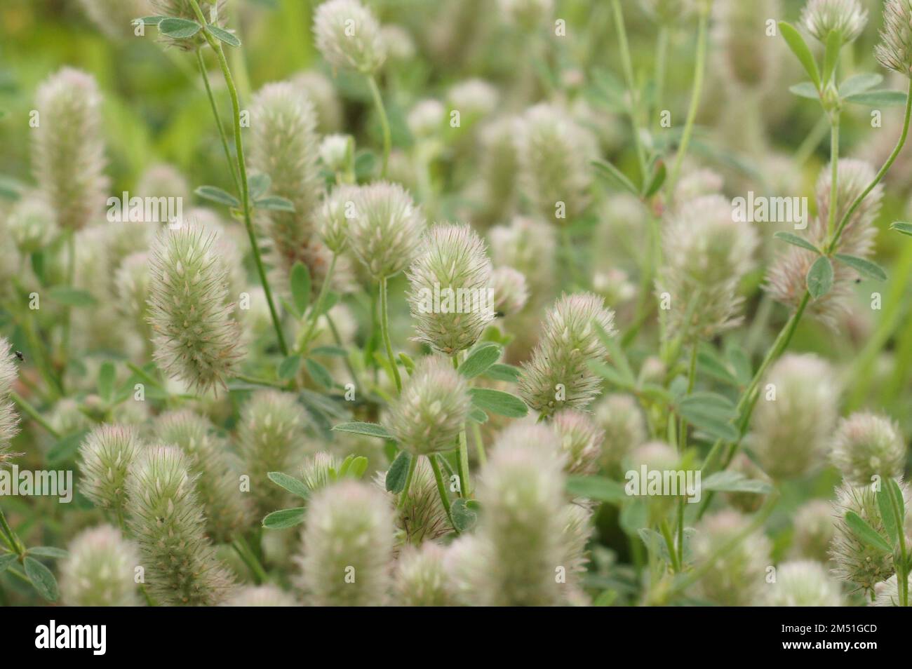 Natürliche Nahaufnahme auf einer Ansammlung von flauschigem Hasenfuß, Kaninchenfußklee, Trifolium arvense Stockfoto