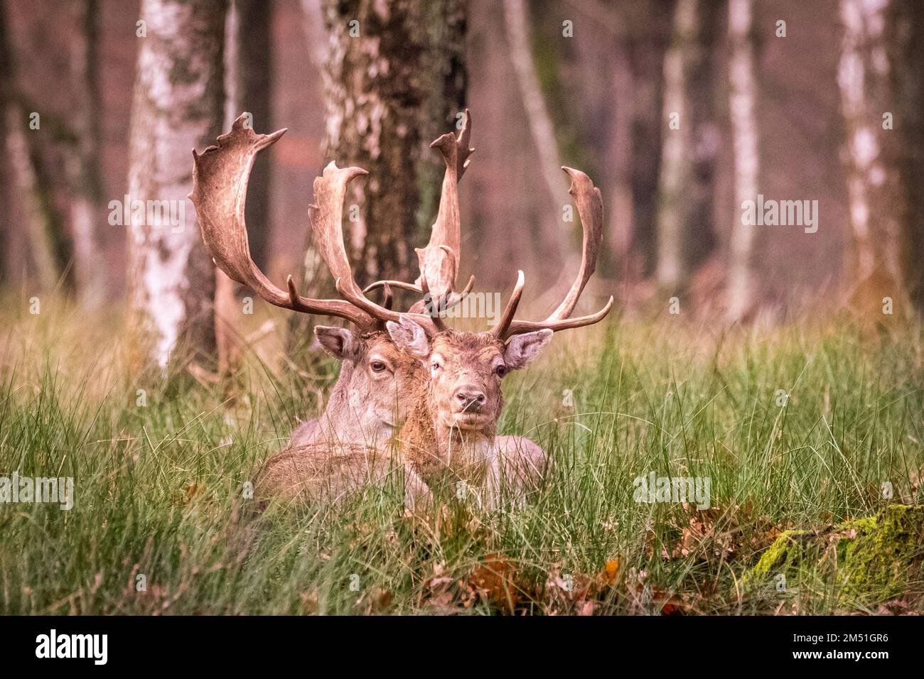 Duelmen, NRW, Deutschland. 24. Dezember 2021. Eine Gruppe von Damhirschen (Dama dama) (Männchen) grasen in den dichten Wäldern des Duelmen Nature Reserve in der Landschaft von Muensterland. Ein Großteil von Nord- und Westdeutschland feiert an Heiligabend ein „grünes Weihnachten“ mit milden Temperaturen und sonnigen Intervallen. Kredit: Imageplotter/Alamy Live News Stockfoto