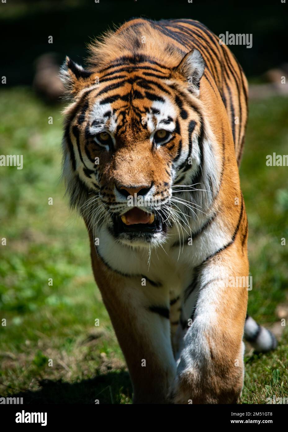 Ein sibirischer Tiger (Amurtiger) im Zoo von Toronto, Kanada Stockfoto