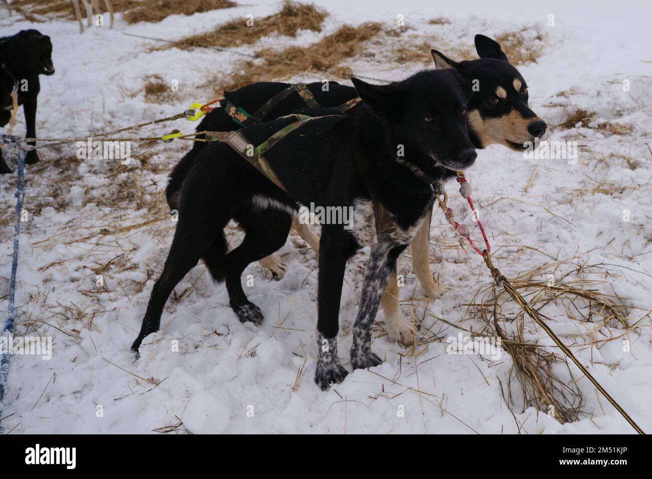 Zwei schwarze Mischhunde, die Mestizen spielen, stehen im Winterteam zusammen und warten auf den Start des Wettbewerbs. Alaska Huskies stark und har Stockfoto